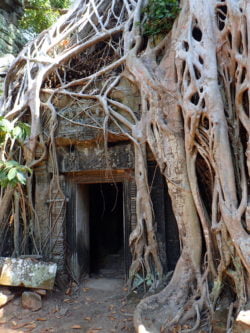 Temple Ta Prohm (Tomb Raider)